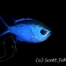 chromis_blue_pi_jar_h_0145_cub2045.jpg